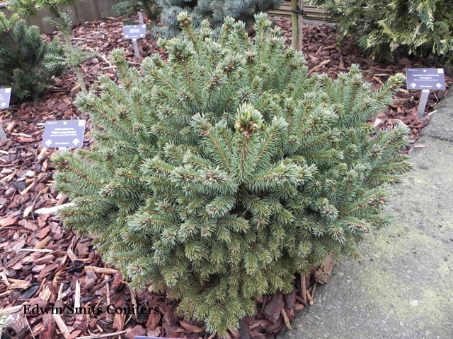 Picea albertiana (x) (P.glauca x P.engelmannii) 'Freda'